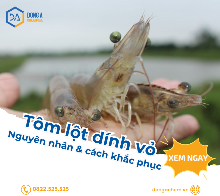  Tôm Lột Dính Vỏ: Nguyên Nhân và Cách Khắc Phục